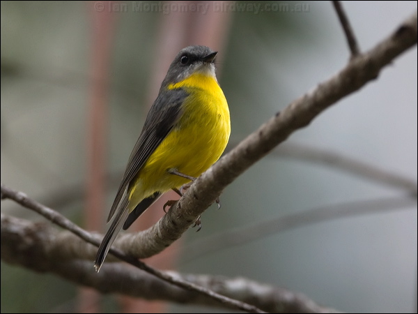 Eastern Yellow Robin yellow_robin_100292.psd