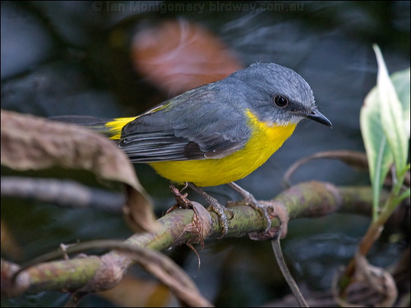 Eastern Yellow Robin yellow_robin_153637.psd