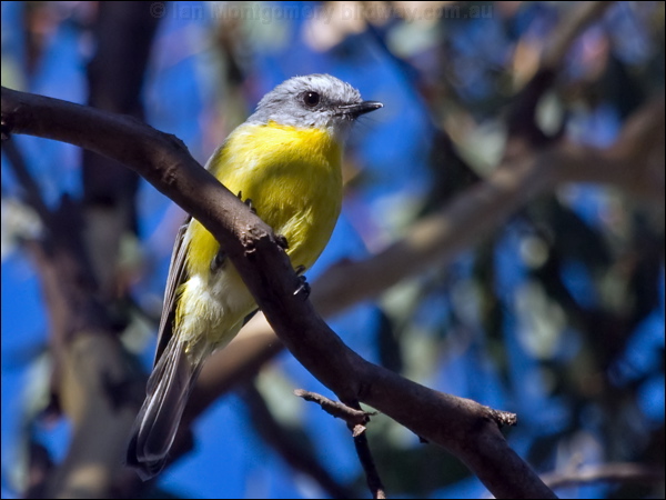 Eastern Yellow Robin yellow_robin_163860.psd