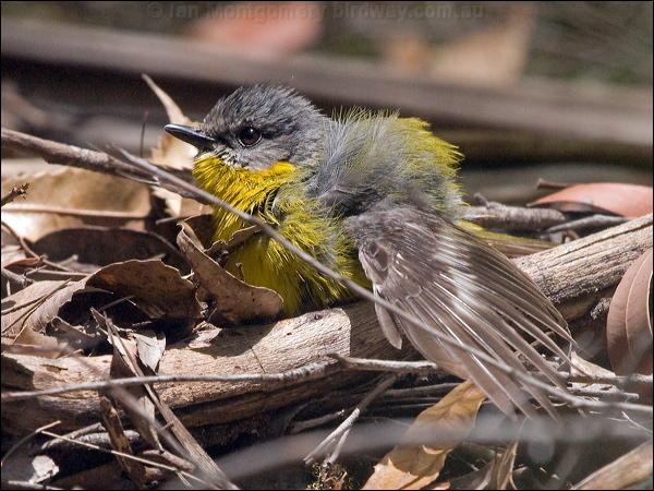 Eastern Yellow Robin yellow_robin_200141.psd