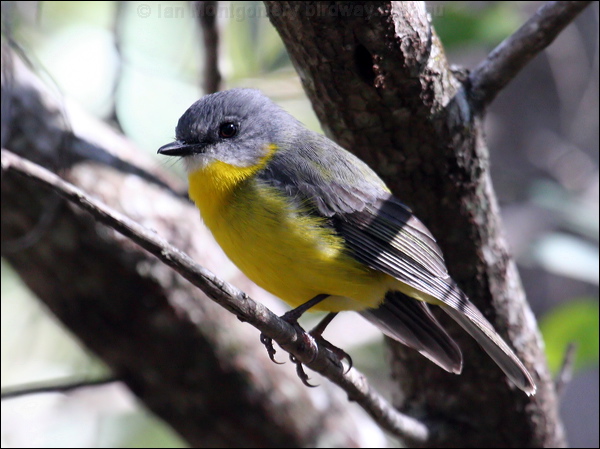 Eastern Yellow Robin yellow_robin_57673.psd