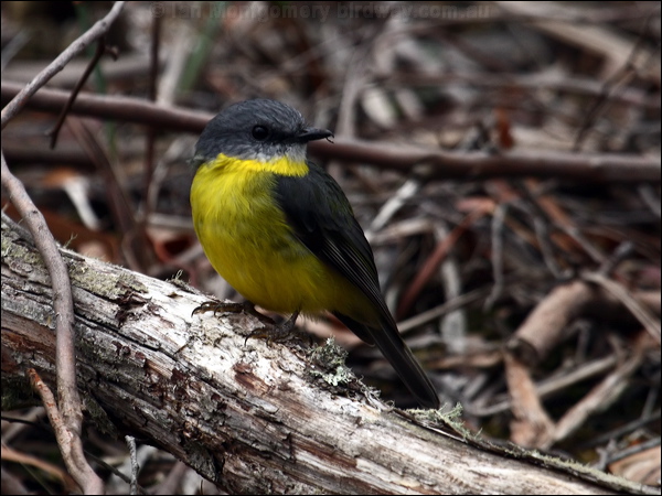 Eastern Yellow Robin yellow_robin_86574.psd