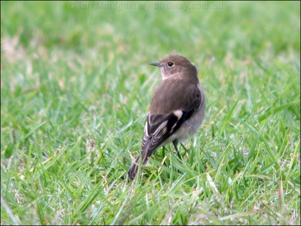 Flame Robin flame_robin_01557.jpg