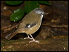 grey_headed_robin_188780