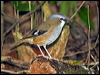grey_headed_robin_188978