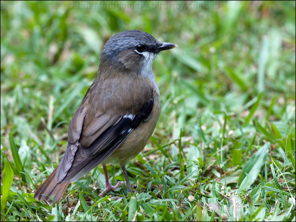 Grey-headed Robin grey_headed_robin_115809.psd