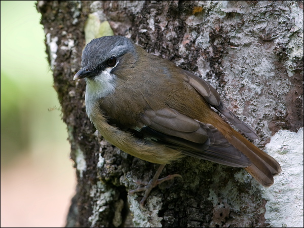 Grey-headed Robin grey_headed_robin_115815.psd