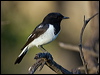 hooded_robin_158147