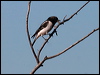 hooded_robin_34185