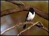 hooded_robin_89124