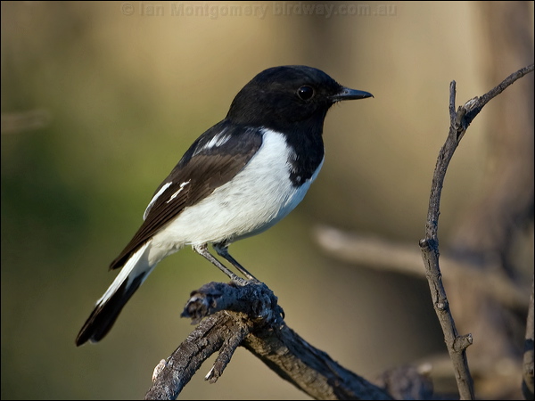 Hooded Robin hooded_robin_158147.psd