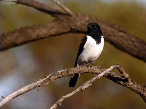 Hooded Robin hooded_robin_89124.psd