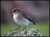 jacky_winter_03331
