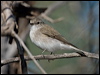 jacky_winter_157965