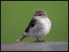 jacky_winter_98085