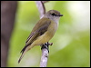 lemonbelly_flyrobin_07775