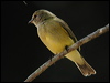 lemonbelly_flyrobin_10205