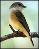 lemonbelly_flyrobin_10212