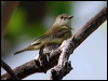 lemonbelly_flyrobin_12508