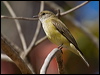 lemonbelly_flyrobin_167245