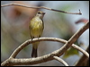 lemonbelly_flyrobin_167256