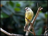 lemonbelly_flyrobin_91446