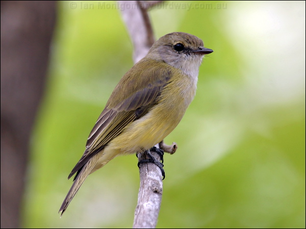 Lemon-bellied Flyrobin lemonbelly_flyrobin_07775.jpg
