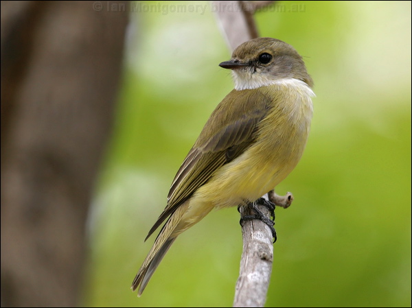 Lemon-bellied Flyrobin lemonbelly_flyrobin_07776.jpg