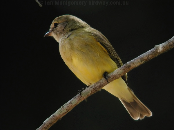 Lemon-bellied Flyrobin lemonbelly_flyrobin_10205.jpg
