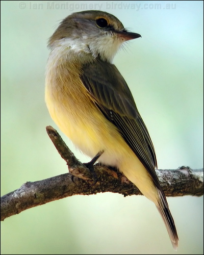 Lemon-bellied Flyrobin lemonbelly_flyrobin_10212.jpg