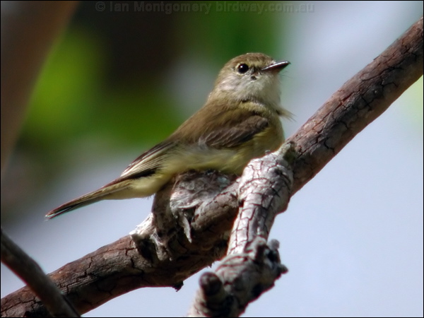 Lemon-bellied Flyrobin lemonbelly_flyrobin_12508.jpg