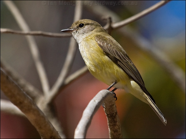 Lemon-bellied Flyrobin lemonbelly_flyrobin_167245.psd