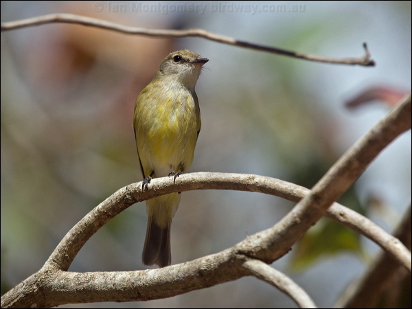 Lemon-bellied Flyrobin lemonbelly_flyrobin_167256.psd