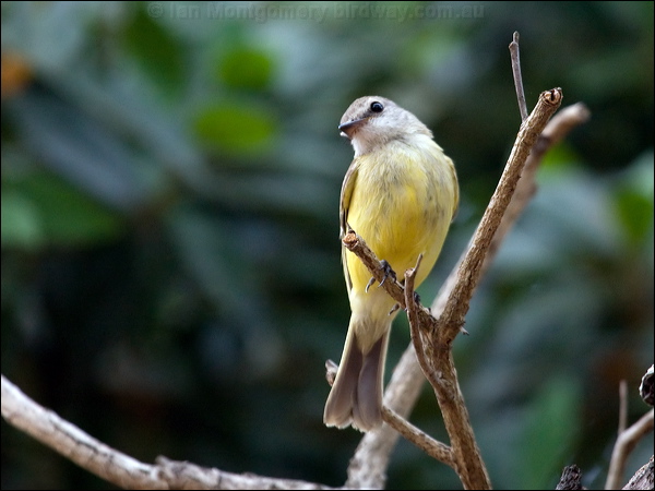 Lemon-bellied Flyrobin lemonbelly_flyrobin_91446.psd