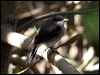 mangrove_robin_10625