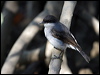 mangrove_robin_10646