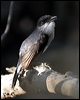 mangrove_robin_10650