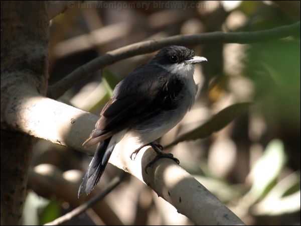 Mangrove Robin mangrove_robin_10625.jpg