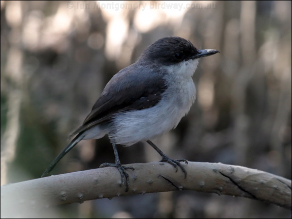 Mangrove Robin mangrove_robin_10639.jpg