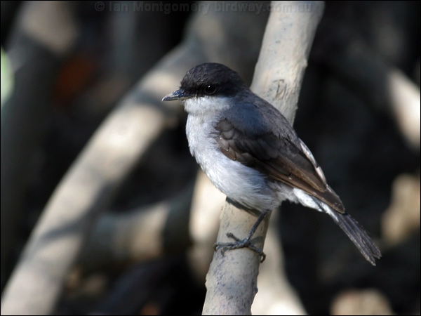 Mangrove Robin mangrove_robin_10646.jpg