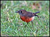 norfolk_robin_129798