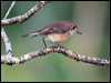 norfolk_robin_129811