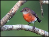 norfolk_robin_129836