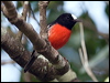 norfolk_robin_129866