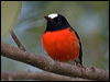 Click here to enter gallery and see photos/pictures/images of Pacific Robin