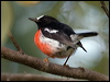 norfolk_robin_129883