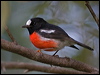 norfolk_robin_129888
