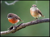 norfolk_robin_129896