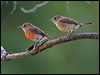 norfolk_robin_129902