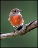 norfolk_robin_129911